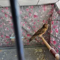 قناری ماده نگرو بلگ