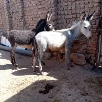 الاغ زایده|حیوانات مزرعه|نیشابور, عطار|دیوار