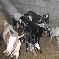بز گیسه فروشی با قیمت مناسب|حیوانات مزرعه|کهنوج, |دیوار