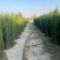 نهال سروناز شیراز سرو درخت|خدمات باغبانی و درختکاری|خفر, |دیوار