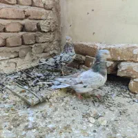 کبوتر طوقی ،سرور تهرانی ،هفترنگ قزوینی|پرنده|بوئین زهرا, |دیوار