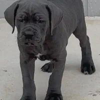 الهه زیبایی نژاد اشرافی و بی نظیر کنکورسو