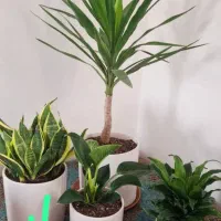 گل برای روز همسر|گل و گیاه طبیعی|بندر ماهشهر, |دیوار