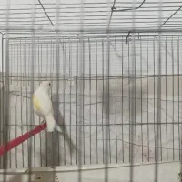 جفت|پرنده|کرمانشاه, |دیوار