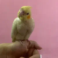 عروس هلندی گم شده