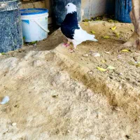 فروش دمی دوکت طوقی|پرنده|لامرد, |دیوار