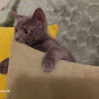 واگذاری گربه دوماهه|گربه|شیراز, میرزاکوچک خان|دیوار