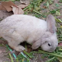 خرگوش نر ماده