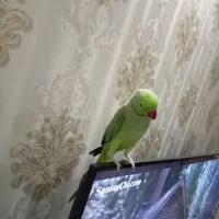 طوطی ملنگو نر سخنگو