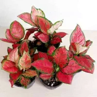 مشاوره و درمان گل‌های آپارتمانی و زینتی