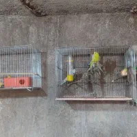 مرغ عشق 12عدد|پرنده|آبدانان, |دیوار