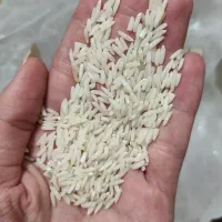 برنج هاشمی آستانه اشرفیه