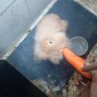 سلام بخاطر که من سر کار هستم واسه فروش|موش و خرگوش|اهواز, کوی رمضان|دیوار