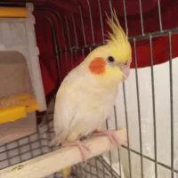 عروس هلندی ماده|پرنده|پاکدشت, پاکدشت (مامازند)|دیوار