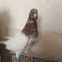 کفتر سینه‌ای