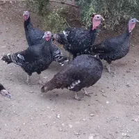 بوقلمون|حیوانات مزرعه|گمیشان, |دیوار