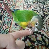 طوطی گرینچیک