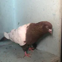 کبوتر|پرنده|خرمدره, |دیوار