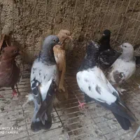 چند عدد جوجه سینه و سبز