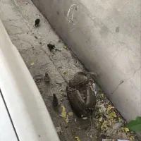 بوقلمون