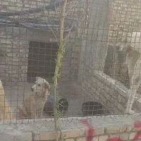 واگذاری ۳عدد پژدر ب شرط