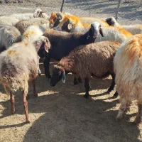 میش و قوچ  داشتی ( فروش به تعداد دلخواه مشتری)|حیوانات مزرعه|پلدختر, |دیوار