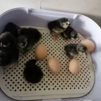 دستگاه جوجه کشی ایزی باتو ر5|لوازم جانبی حیوانات|آمل, |دیوار