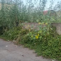 رفیق همیشگی(زمین مسکونی دارسازی)