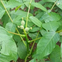 نهال گردو خوشه ای