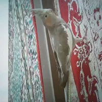 عروس هلندی دستی ماده|پرنده|قم, علی آباد سعدگان|دیوار