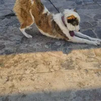 سگ اشپیتز - کولی