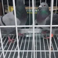 یک جفت پلاکی اصل خون پاک|پرنده|تهران, مسعودیه|دیوار