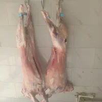 گوشت بره فقط و فقط بره نرینه