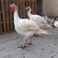 بوقلمون صحیح و سالم.