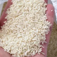 برنج سرلاشه شمال درجه یک عطری قیمت عالی