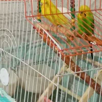 ۳ عدد مرغ عشق دوتا ماده یکی نر سبز نره