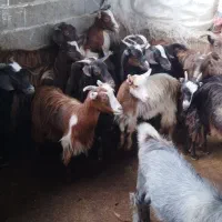 بزغاله ماده شیر مست