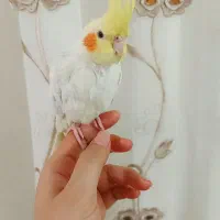 عروس هلندی|پرنده|طرقبه, |دیوار