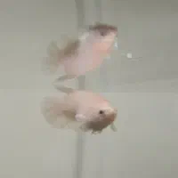 ماهی فایتر ماده ، فایتر نر|ماهی|مشهد, امیریه|دیوار