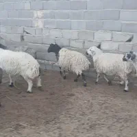 نه عدد میش آبستن|حیوانات مزرعه|مهریز, |دیوار