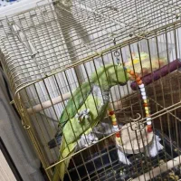 جوجه ملنگو ۶ ماه