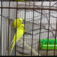 مرغ عشق هلندی|پرنده|اهواز, کوی سعدی|دیوار