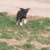 ژرمن وورک فقط 500 معاوضه با پرنده