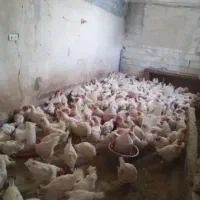 مرغ سفید پردار موجود است