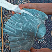 کفتر یا کبوتر ساده صندل کاکلی|حیوانات|مشهد, خواجه ربیع|دیوار