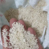برنج فجر