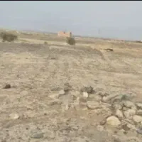 20-قصب-زمین-نارجو