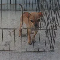 شیواوا سایز ریز