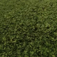 نشا کوجه برنتا..بدرو..بروبیا