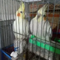 جفت عروس هلندی معاوضه